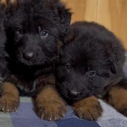 Cupid - Black and red male German Shepherd puppy in Lexington, Virginia from Buffelbach Farmstead Shepherds