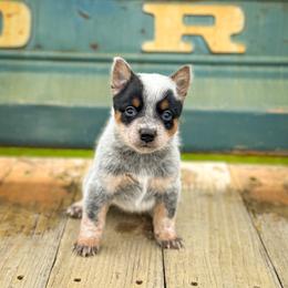 Maroon - Blue speckled female Australian Cattle Dog puppy in Spokane, Washington from 4D Cattle Dogs