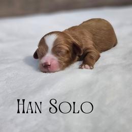 Han Solo - Red male Cavapoo puppy in South Jordan, Utah from Lucky Doodle Pups
