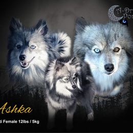 Ashka - Pomsky