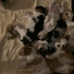 Cavalier King Charles Spaniel puppies from RoanCliff Cavaliers