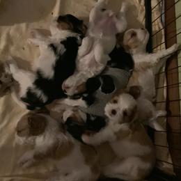 Cavalier King Charles Spaniel puppies from RoanCliff Cavaliers