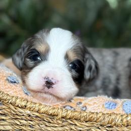 Ellie - Tri-color female Bernedoodle puppy in Yuciapa, California from AlltheDoodlez_