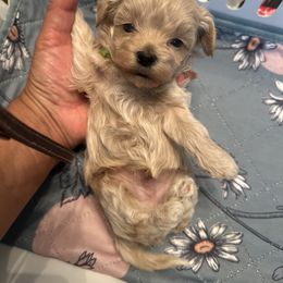 Male lime green - Apricot male Maltipoo puppy in Southern,, California from Maltipoo Tiny Pups