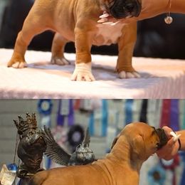 American Bully Puppies from Manuia Kennels