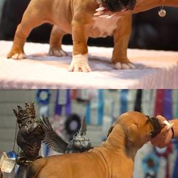 American Bully Puppies from Manuia Kennels