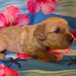 Cheesecake - Cream female Cavapoo puppy in Lewisburg, Pennsylvania from Jessie's Puppies