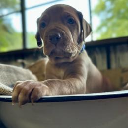 Orbit - Golden rust male Vizsla puppy in Marshalltown, Iowa from Kaylee’s Vizslas