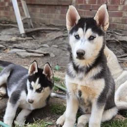 Siberian Huskies from Love My Paws