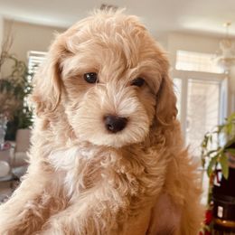 Maltipoo Puppies from Maltipoo_vegas