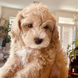 Maltipoo Puppies from Maltipoo_vegas