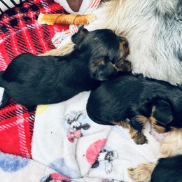 Yorkshire Terrier Puppies from Rosey’s Yorkies