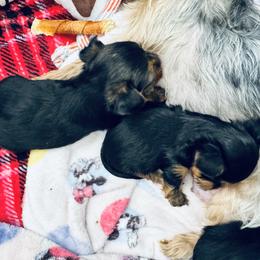 Yorkshire Terrier Puppies from Rosey’s Yorkies