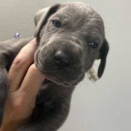 JUDGE previously Donner - Blue male Great Dane puppy in Batavia, Illinois from Dream Danes House of Cambridge Great Danes