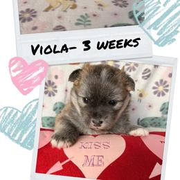 Viola - Wolf sable female Pomsky puppy in Marshall, Minnesota from Miles of Smiles Pomskies