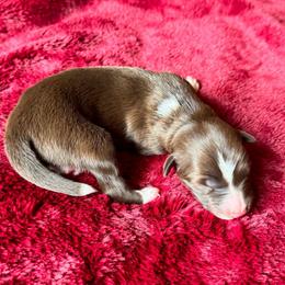 Violet - White and red female Border Collie puppy in Hartsville, South Carolina from Wiggles 4 Life