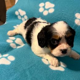 Andy - Tri-color female Cavalier King Charles Spaniel puppy in Walterboro, South Carolina from Puddlejumpers