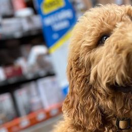 Tan Boy - Apricot Goldendoodle puppy in Winters, California from 7HL Doodles