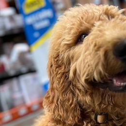Tan Boy - Apricot Goldendoodle puppy in Winters, California from 7HL Doodles