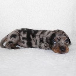 Meara (very small) - Dapple female Dachshund puppy in Fairfax, Iowa from Grayson’s Lovable Dachshunds