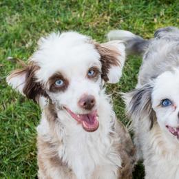 Aussiedoodles and Australian Shepherds from SonSational Farm Toy/ Mini Australian Shepard's