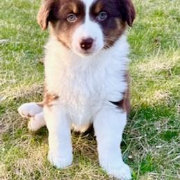 Miniature American Shepherd Puppies from Greenwood Acres Kennel