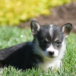 Ebony - Black and tan female Pembroke Welsh Corgi puppy in Morgantown, Pennsylvania from GoldStar Corgis (License Number 18519)