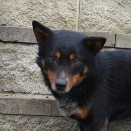 Dude - Australian Cattle Dog