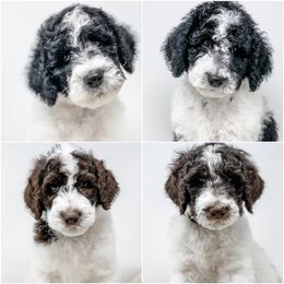 Goldendoodle Puppies from Magic Valley Goldendoodles