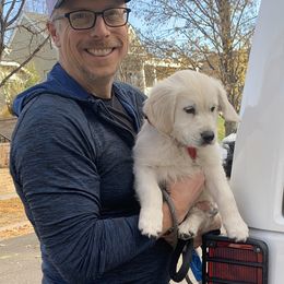 Golden Retriever Puppies from Hyalite Family Kennel