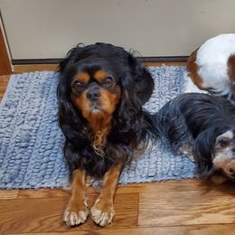 Cavalier King Charles Spaniels from Tracy Buck