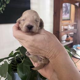 Girl 2 - Cream female Dachshund puppy in Gouverneur, New York from Dack Dachshunds