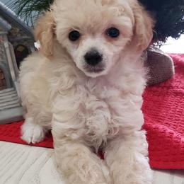 Poodle Puppies from Those Prissy P. Poodles