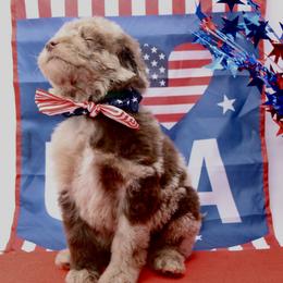 Fireworks - USA 250th Litter - Merle male Goldendoodle puppy in Westminster, South Carolina from Goldendoodlepuppiessc