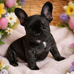 Pepper - Black female French Bulldog puppy in Maplewood, New Jersey from Poos&Bulls Keepsake
