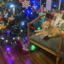 Nola - Cream female Goldendoodle puppy in Louisburg, North Carolina from Lakes Golden Doodles