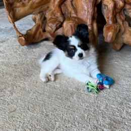 Laken's Tri colored girl - White black and tan female Papillon puppy in Shirley, Arkansas from Lucky Pups