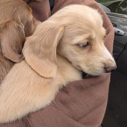 Sugar - Cream female Dachshund puppy in Central Point, Oregon from MRS Long Dog Ranch