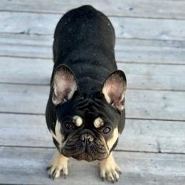 Booker - Black and tan male French Bulldog puppy in Kalispell, Montana from Grace & Grit Frenchies