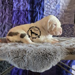 Android - Harlequin male Great Dane puppy in Cheyenne, Wyoming from Viking Kennel
