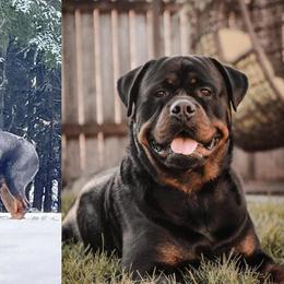 Baine - Rottweiler
