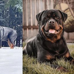 Baine - Rottweiler