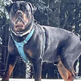 Baine - Rottweiler