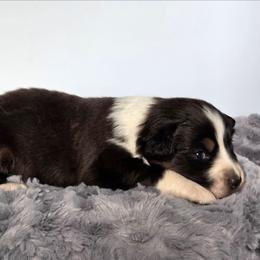 Maisie - Black tri-color female Australian Shepherd puppy in Jameson, Missouri from Sky Creek