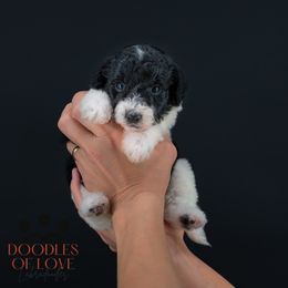 Noelle - Black female Labradoodle puppy in Travelers Rest, South Carolina from Doodles of Love Labradoodles