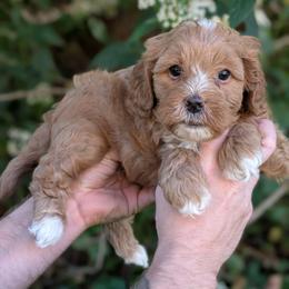 Cory - Apricot male Cavapoo puppy in Coshocton, Ohio from Forever Family Puppies