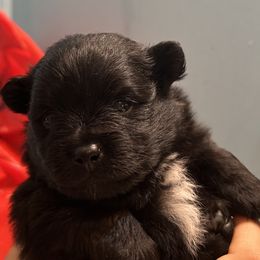 Boy 2 - Black male Pomeranian puppy in Skipperville, Alabama from Nay Nay’s Babies