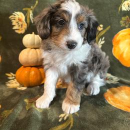 Birch - Blue merle male Aussiedoodle puppy in York, Pennsylvania from Puppies at The Happy Acre Farm