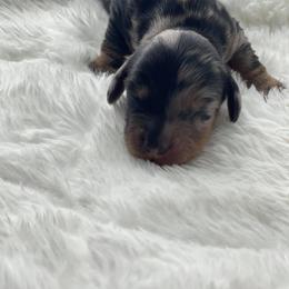 Dachshund Puppies from Hart Dachshunds