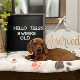 Frenchie - Red female Dachshund puppy in Goodyear, Arizona from AZ Low Life Doxies